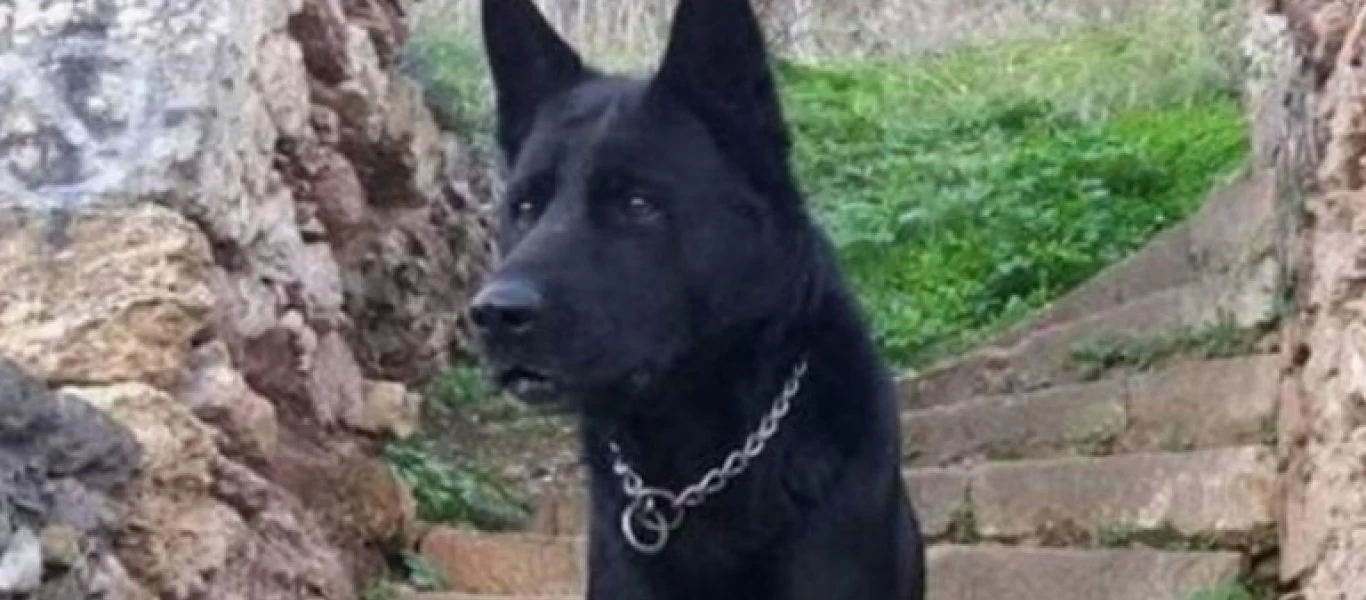 ΕΛ.ΑΣ.: «Έφυγε» ο Blacky - Ο αστυνομικός σκύλος του Σώματος (φωτο)